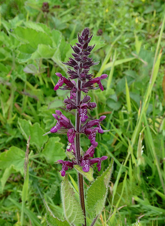 Hedge Woundwort