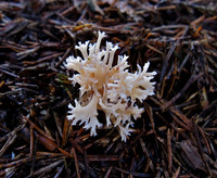 Crested Coral