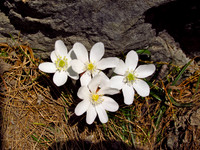 Hepatica