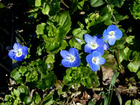 Germander Speedwell