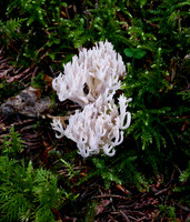 Crested Coral