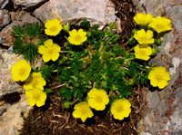 Hoary Rockrose