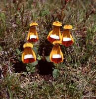 Calceolaria uniflora