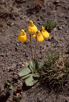 Calceolaria biflora