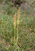 Man Orchid