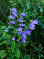 Nettle-leaved Bellflower