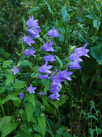 Nettle-leaved Bellflower
