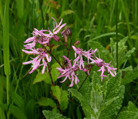 Ragged Robin