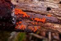 Common Jelly Spot