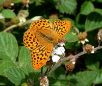 Silver-washed Fritillary