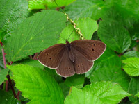 Ringlet