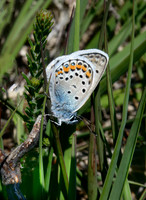 Silver-studded Blue