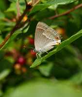 Purple Hairstreak