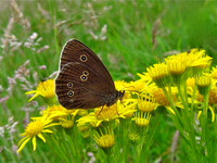 Ringlet
