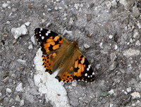 Painted Lady
