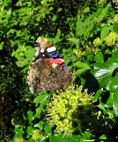 Red Admiral