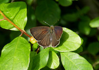 Purple Hairstreak