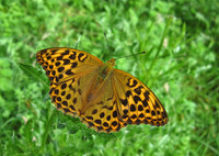 Silver-washed Fritillary