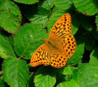 Butterflies, British P-Z