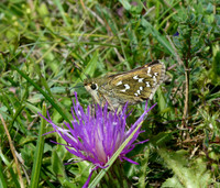 Silver-spotted Skipper