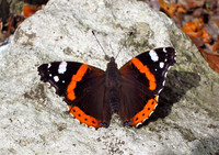 Red Admiral