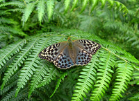 Silver-washed Fritillary