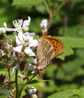 Silver-washed Fritillary