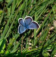 Silver-studded Blue