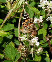 Painted Lady