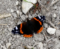 Red Admiral