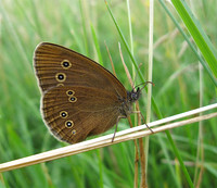 Ringlet
