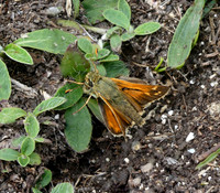Silver-spotted Skipper