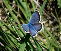 Silver-studded Blue