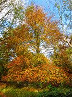 Autumn Colours