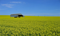Field of rapeseed