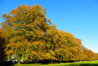 Beech Avenue