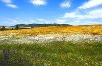 Flowery Meadow