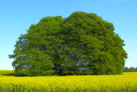Horse Chestnuts