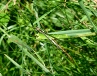 Blue Featherleg [White-legged Damselfly] immature