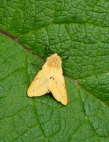 Buff Ermine