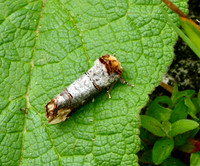 Buff-tip