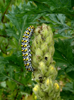 Mullein Moth larva