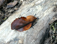 Lappet