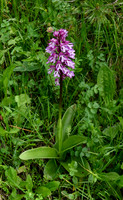 Military Orchid