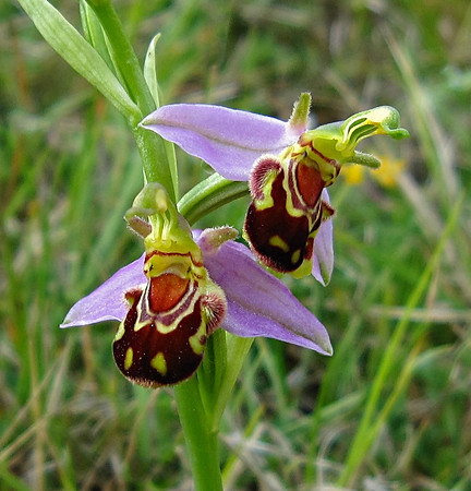 Bee Orchid