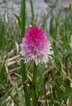 Red Vanilla Orchid