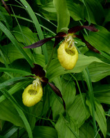 Lady's Slipper Orchid