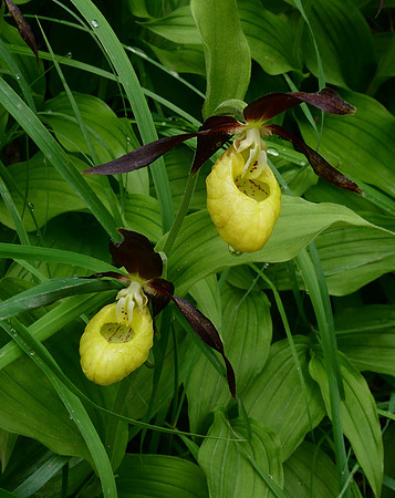 Lady's Slipper Orchid