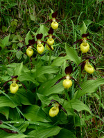 Lady's Slipper Orchid