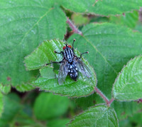 Common Flesh Fly